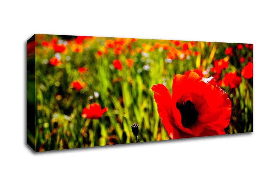 Picture of Red Poppy Fields In Golden Sunlight Panoramic Canvas Wall Art