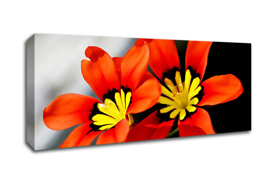 Picture of Orange Petaled Beauties Panoramic Canvas Wall Art