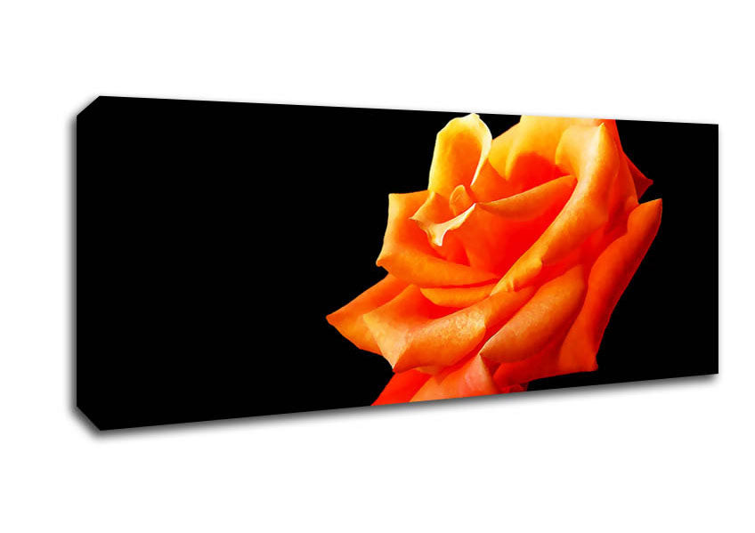 Picture of Single Orange Rose In Bloom Panoramic Canvas Wall Art