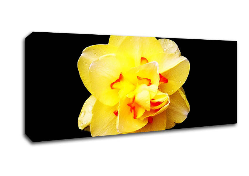 Picture of Yellow Star Flower Panoramic Canvas Wall Art