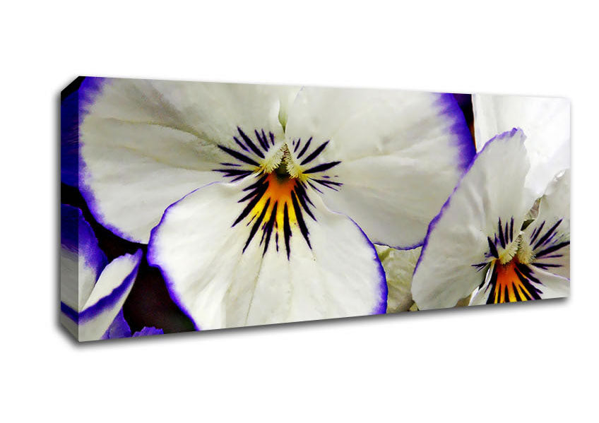 Picture of White Purple Petals Panoramic Canvas Wall Art