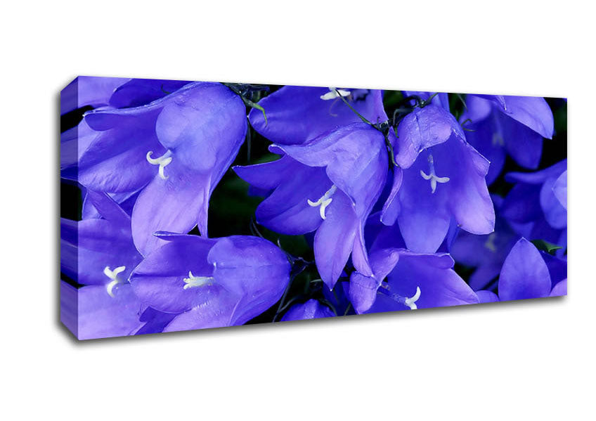 Picture of Purple Bluebells Panoramic Canvas Wall Art