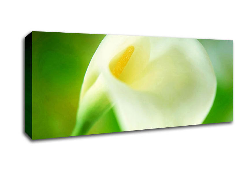 Picture of Single White Calla Lily Panoramic Canvas Wall Art