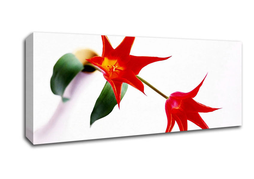 Picture of Twin Fire Tulip Centre Panoramic Canvas Wall Art