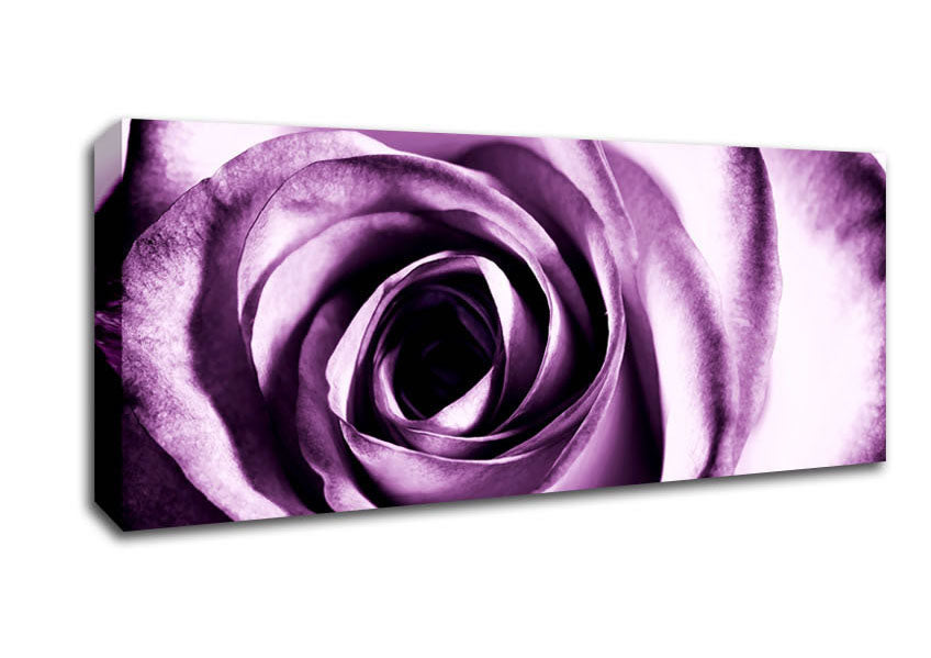 Picture of Purple Rose Delight Panoramic Canvas Wall Art