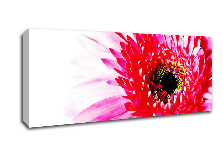 Picture of Stunning Pink Gerbera Petals Panoramic Canvas Wall Art