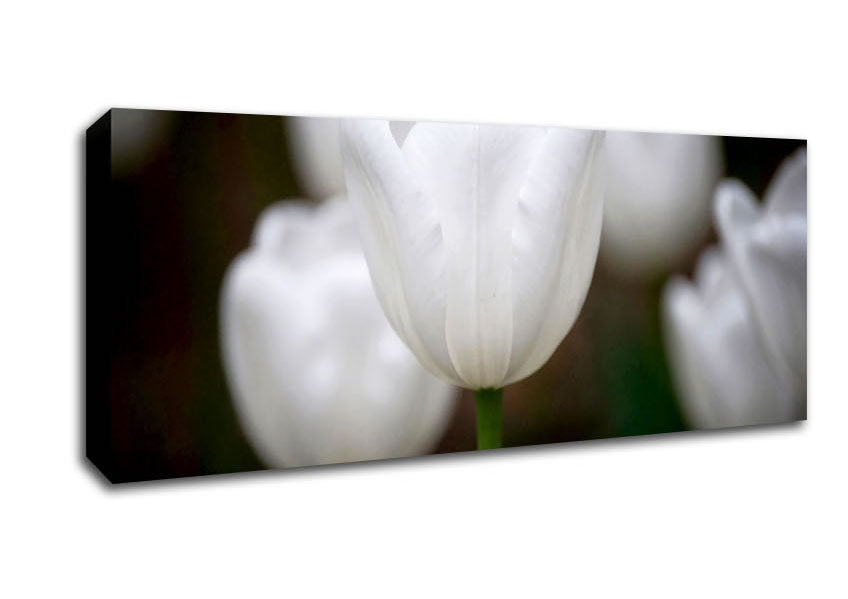 Picture of White Snowdrop Beauty Panoramic Canvas Wall Art