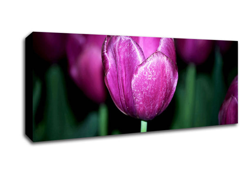 Picture of Purple Night Tulip Panoramic Canvas Wall Art