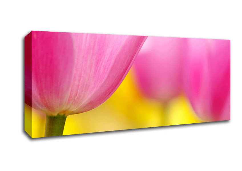 Picture of Close-Up Soft Heaven Tulip Panoramic Canvas Wall Art