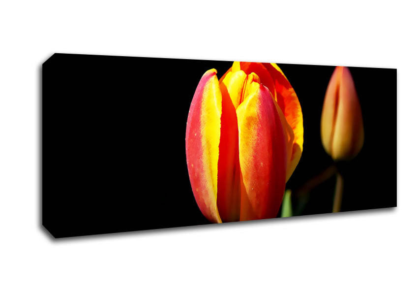Picture of Tulips In A Bath Of Light Panoramic Canvas Wall Art