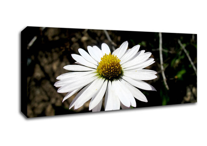 Picture of White Single Daisy Head Panoramic Canvas Wall Art