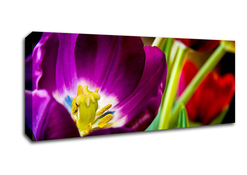 Picture of Purple Tulip Centre Panoramic Canvas Wall Art