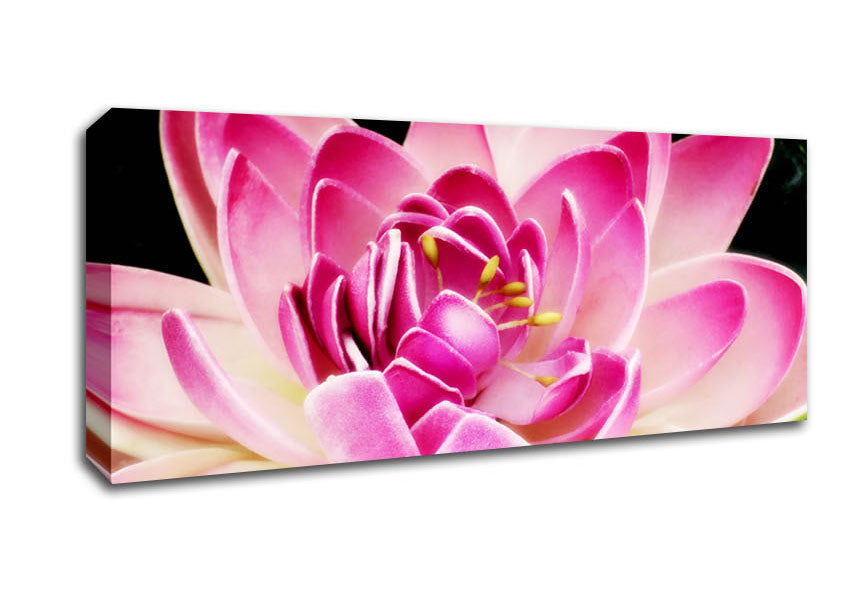 Picture of Water Lily Petals Panoramic Canvas Wall Art