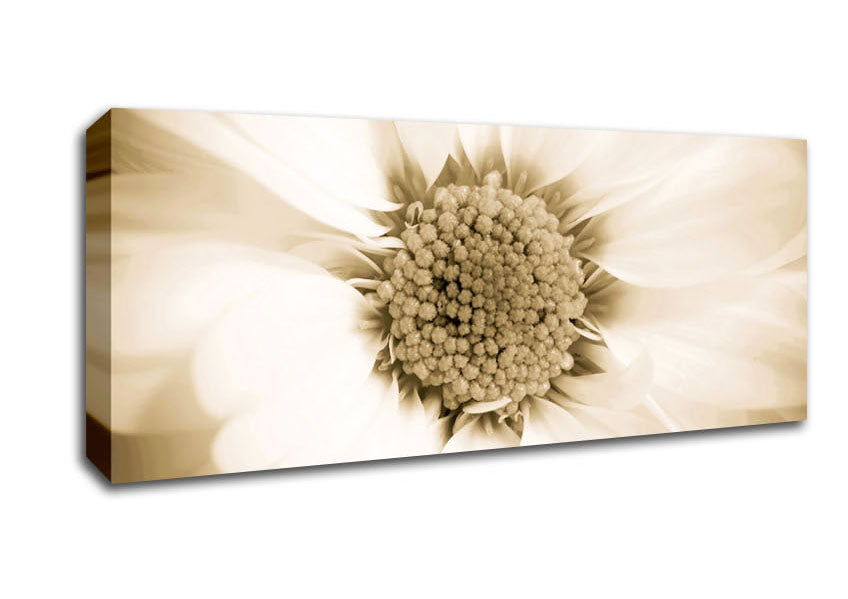 Picture of White Petal Heaven Panoramic Canvas Wall Art