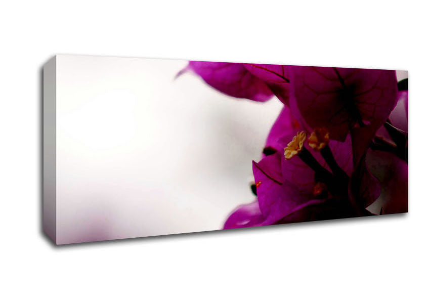 Picture of Stunning Cerise Winter Flowers Panoramic Canvas Wall Art
