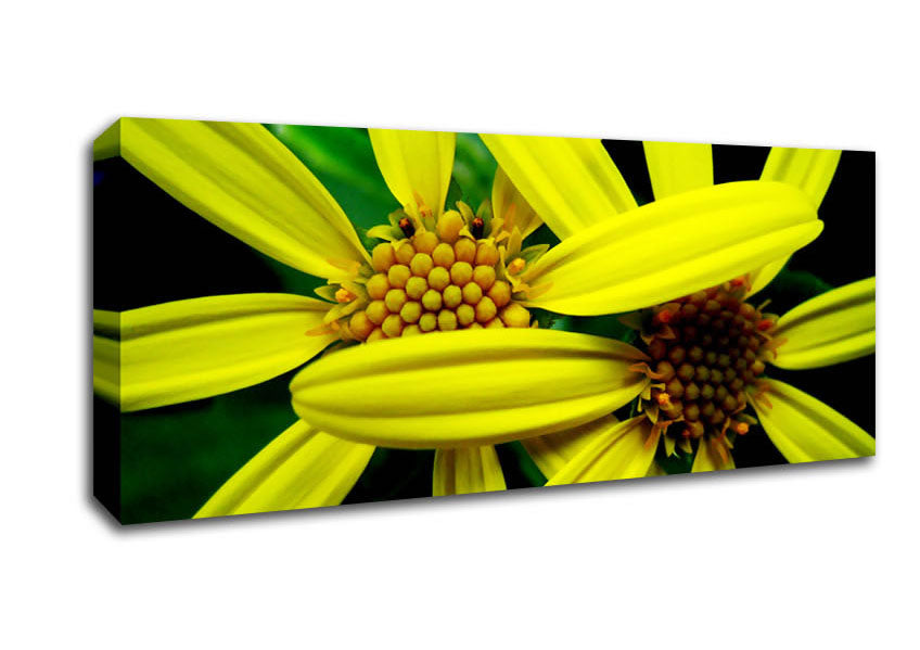Picture of Yellow Star Flowers Panoramic Canvas Wall Art