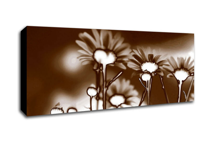 Picture of X-Ray Daisys Brown Panoramic Canvas Wall Art