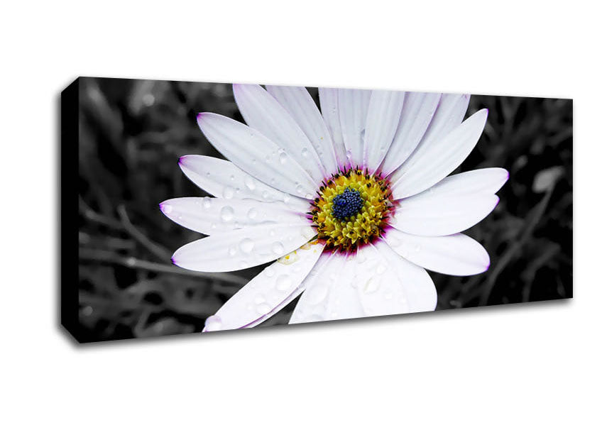 Picture of White Daisy On B n W Panoramic Canvas Wall Art