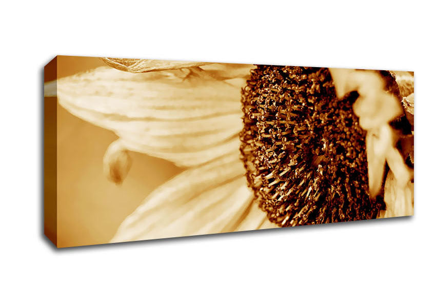 Picture of Cocoa Sunflower face Panoramic Canvas Wall Art