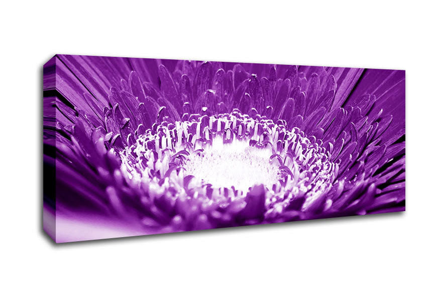 Picture of Daisy Centre Purple Panoramic Canvas Wall Art