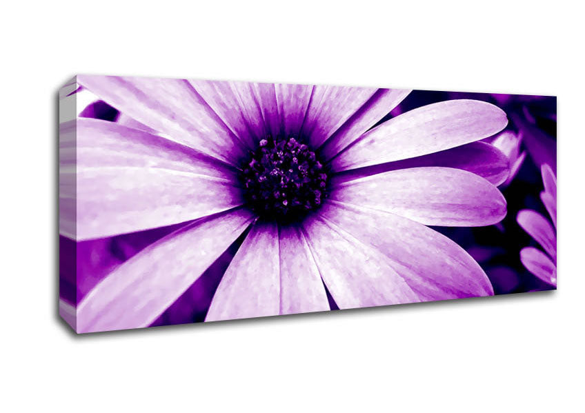 Picture of Purple Daisy Petals Panoramic Canvas Wall Art