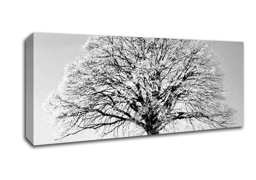 Picture of Winter Tree B n W Panoramic Canvas Wall Art