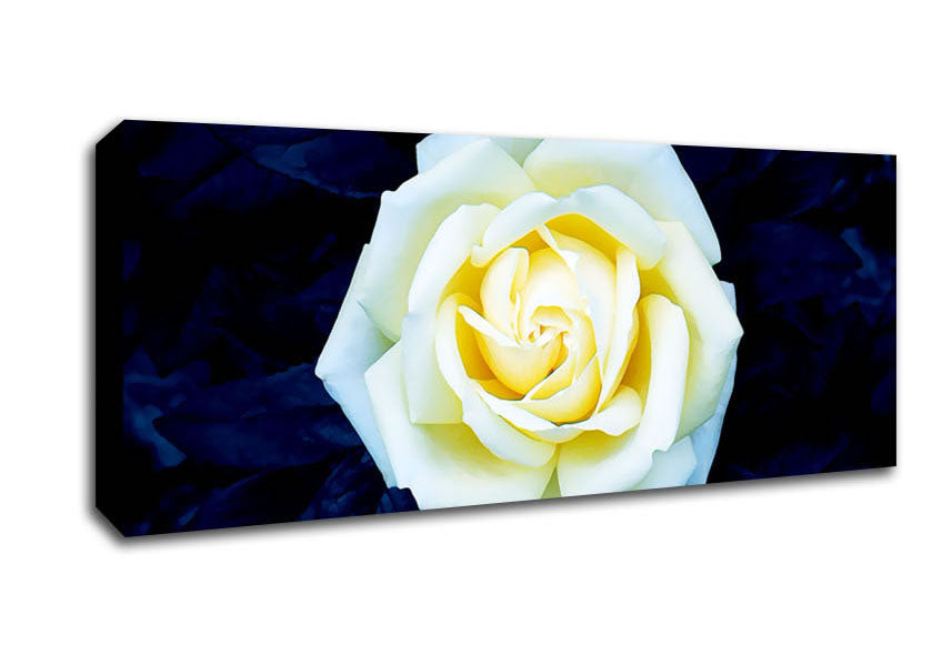 Picture of Yellow Rose On Blue Leaves Panoramic Canvas Wall Art