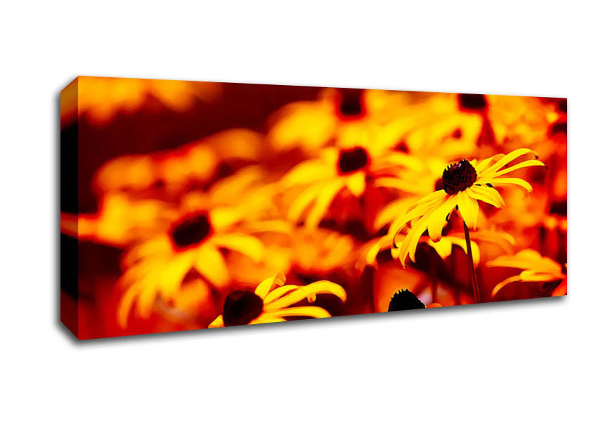 Picture of Daisies In Golden Sunlight Panoramic Canvas Wall Art