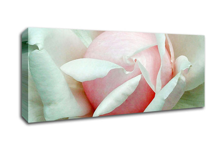 Picture of Soft Pink Rose Bud Panoramic Canvas Wall Art