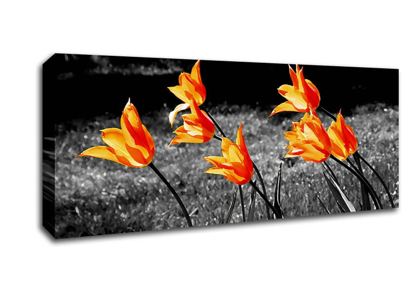 Picture of Orange Tulips On B n W Panoramic Canvas Wall Art
