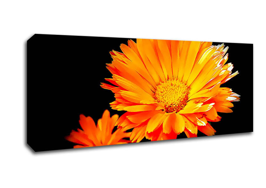 Picture of Vibrant Orange Gerberas Panoramic Canvas Wall Art