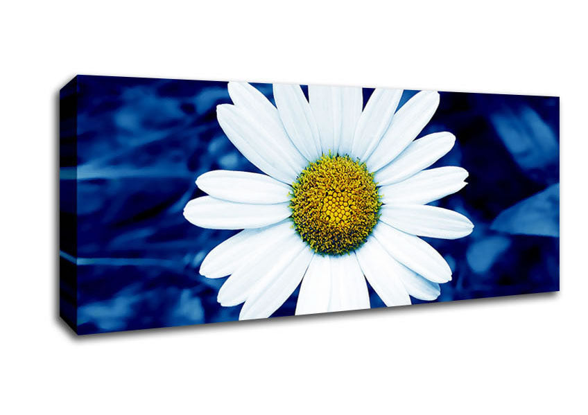 Picture of White Daisy Face On Blue Panoramic Canvas Wall Art