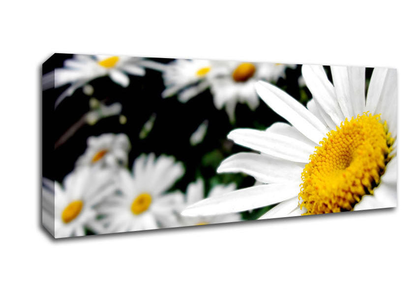 Picture of White Daisy Galore Panoramic Canvas Wall Art