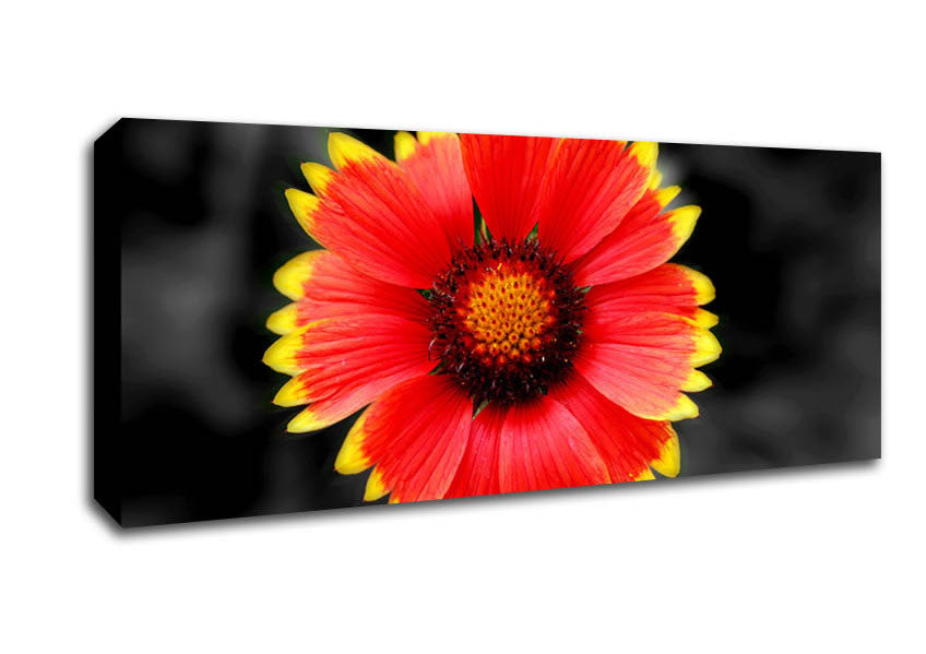 Picture of Colours Of The Sun Panoramic Canvas Wall Art