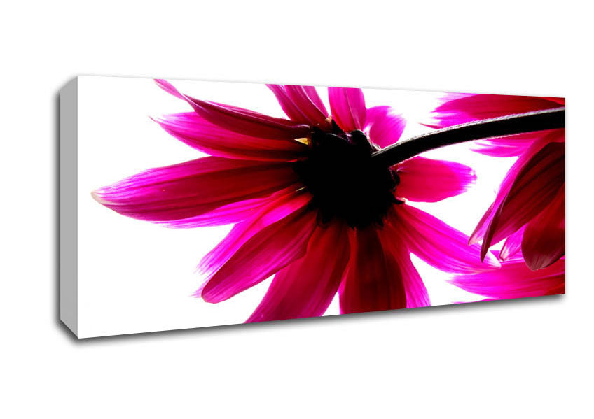 Picture of Stunning Pink Petals Bathed In Light Panoramic Canvas Wall Art
