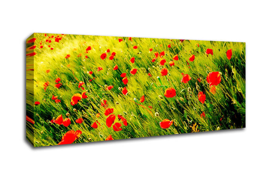 Picture of Wild Poppy Field Panoramic Canvas Wall Art