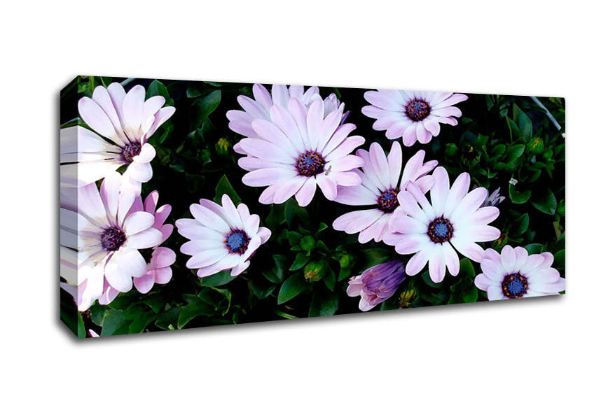 Picture of White Pink Baby Daisies Panoramic Canvas Wall Art