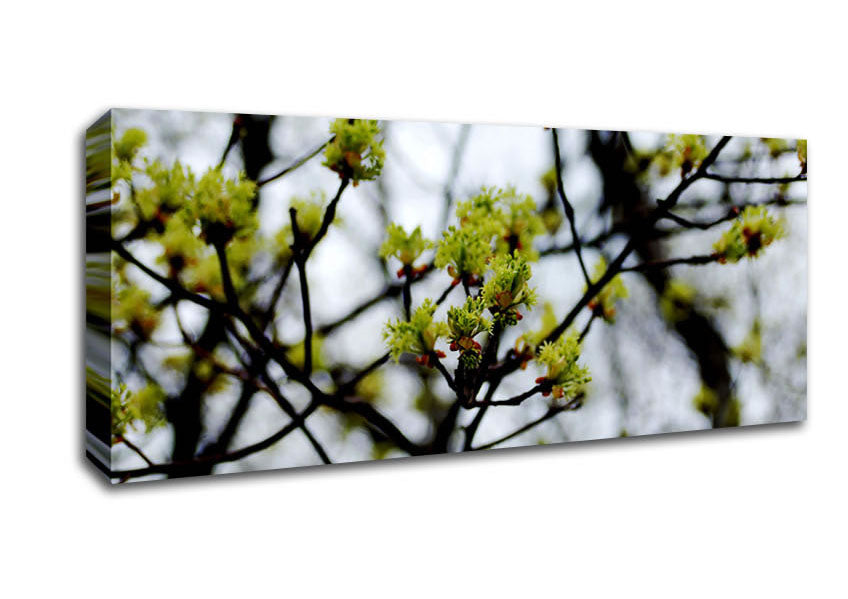 Picture of The First Signs Of Spring Panoramic Canvas Wall Art