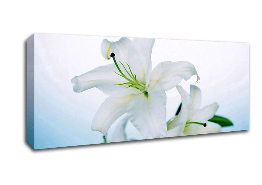 Picture of White Flowers In Bloom On Baby Blue Panoramic Canvas Wall Art