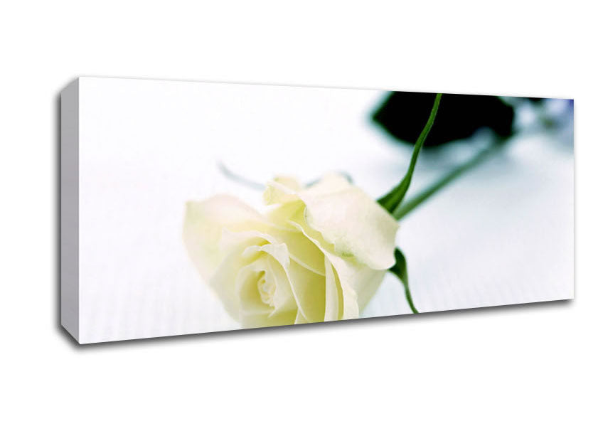 Picture of Single White Rose Panoramic Canvas Wall Art