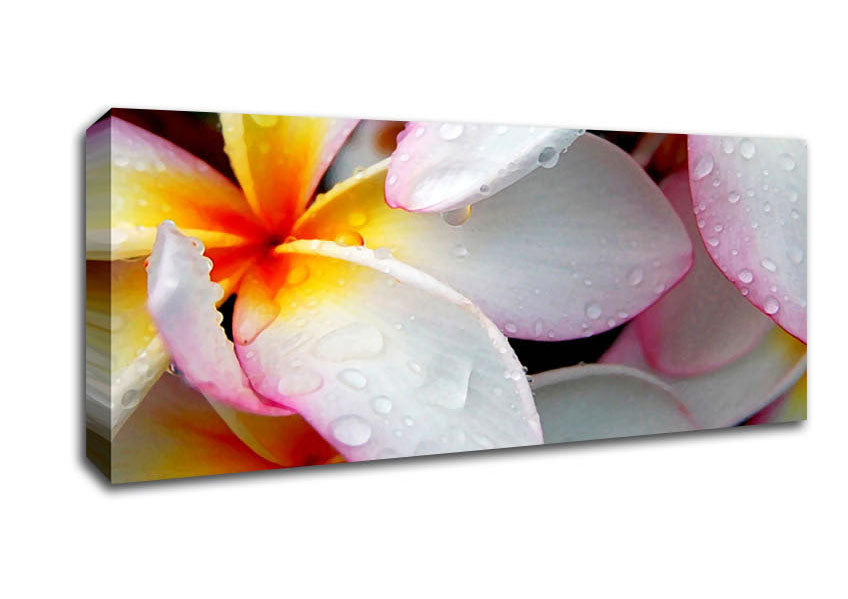 Picture of White Petal Dewdrop Panoramic Canvas Wall Art