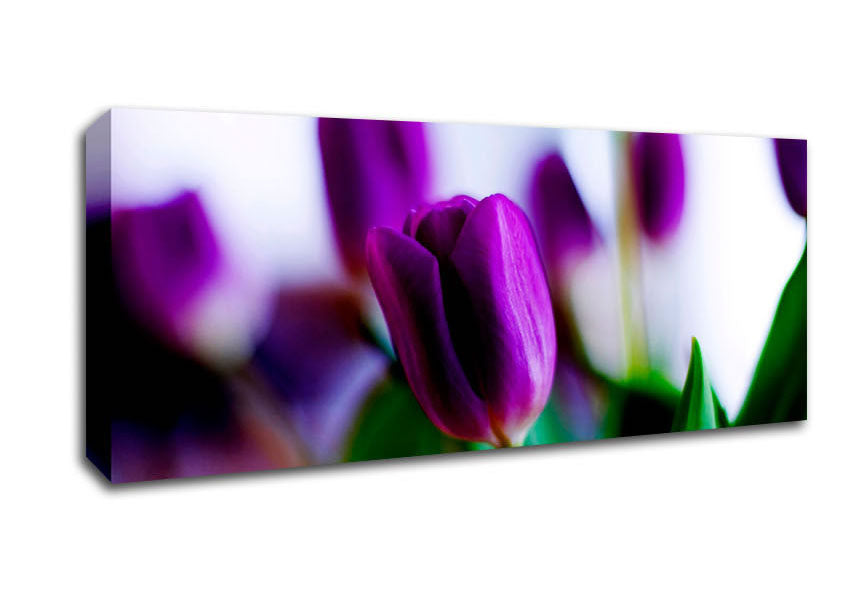 Picture of Purple Tulips Panoramic Canvas Wall Art