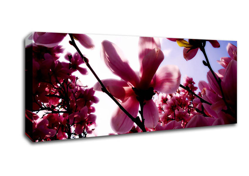 Picture of Pink Cherry Blossom In Sunlight Panoramic Canvas Wall Art