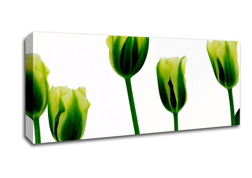 Picture of White Green Tulip Parade Panoramic Canvas Wall Art