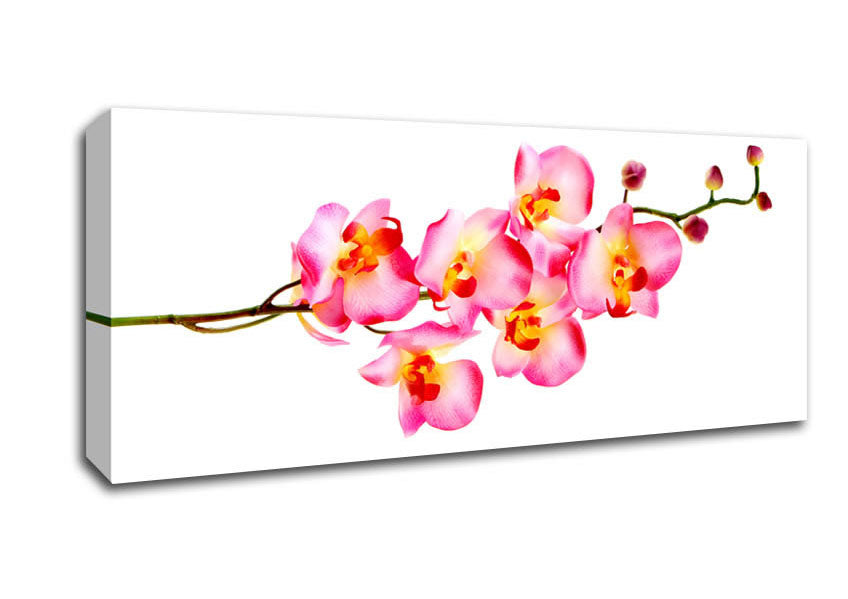 Picture of Orchid Stem Beauty Panoramic Canvas Wall Art