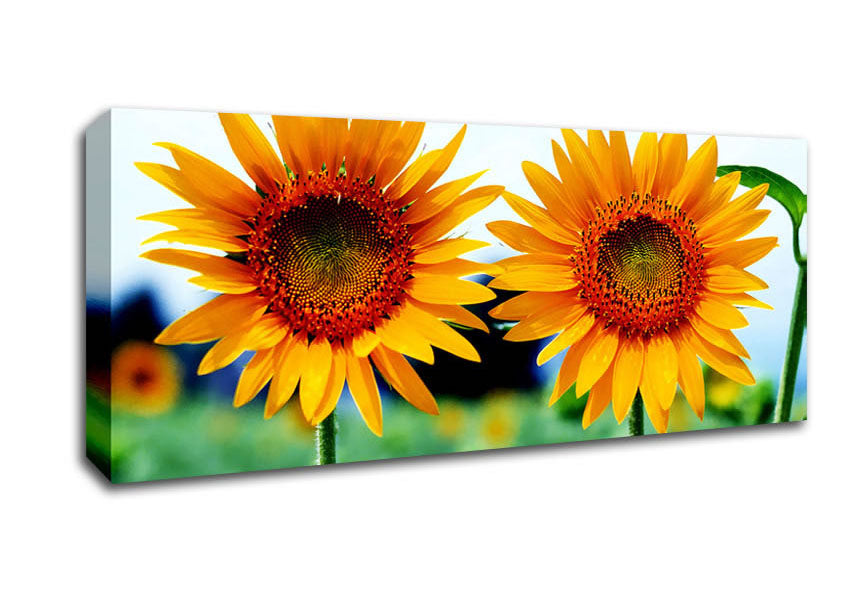 Picture of Twin Sunflowers Panoramic Canvas Wall Art