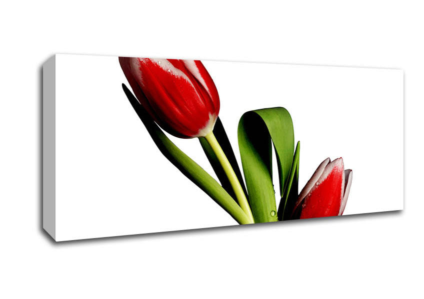 Picture of Twin Red Tulips Panoramic Canvas Wall Art