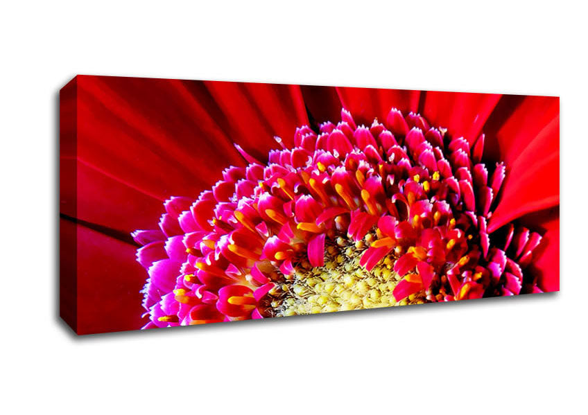 Picture of Red Gerbera Face Close-Up Panoramic Canvas Wall Art