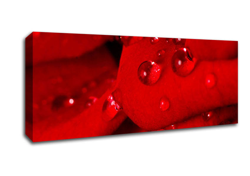 Picture of Red Petal Dew Drop Panoramic Canvas Wall Art