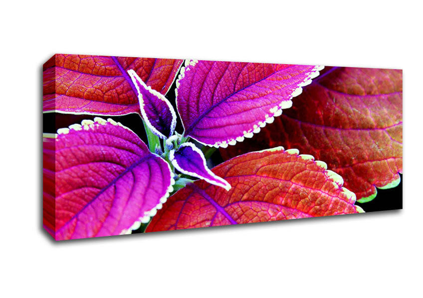 Picture of Rich Autumn Leaves Panoramic Canvas Wall Art